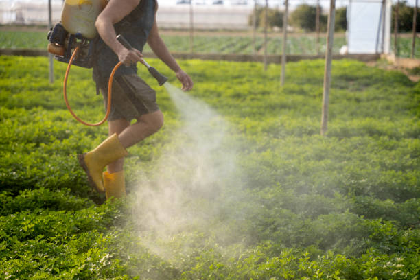 Flea Control Services in Granite Bay, CA