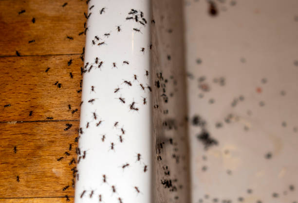 Trusted Granite Bay, CA Pest Control Experts