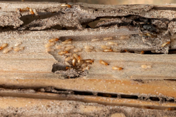 Best Pest Prevention Services  in Granite Bay, CA