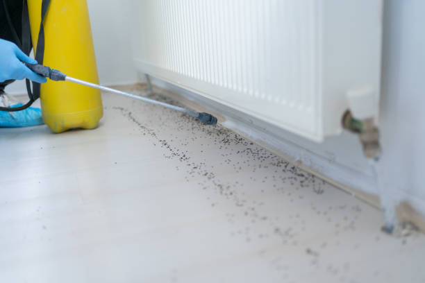 Best Ant Control Services  in Granite Bay, CA
